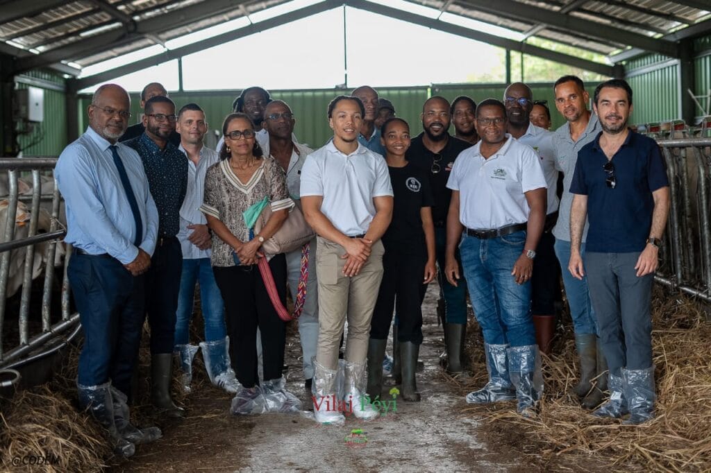Invités par la CODEM, les producteurs de cacao ont découvert les enjeux de la filière bovine et visité le centre de décontamination à Rivière-Salée. Au Vilaj Péyi, lieu dédié au local, échanges, partage et gourmandise ont célébré l’excellence agricole et le savoir-faire martiniquais.