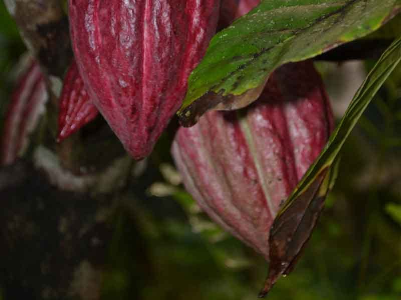 À la suite d’une visite de la CODEM Martinique et de la DEETS au sein d’une cacaoyère et de la Maison du Cacao de Martinique, au Lorrain, VALCACO met en lumière une dynamique de coopération renforcée entre deux filières agricoles en plein essor, autour de la mutualisation des ressources humaines et du développement de nouveaux projets communs.